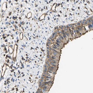 Merck Anti-FAM110D antibody produced in rabbit