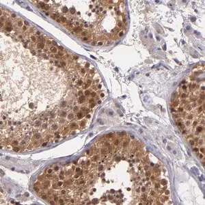 Merck Anti-TAF7L antibody produced in rabbit