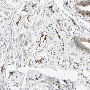 Merck Anti-TAPBP antibody produced in rabbit