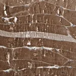 Merck Anti-P3H2 antibody produced in rabbit