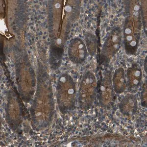 Merck Anti-PDE5A antibody produced in rabbit