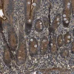 Merck Anti-PDE5A antibody produced in rabbit