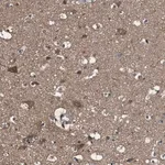 Merck Anti-PTPRR antibody produced in rabbit