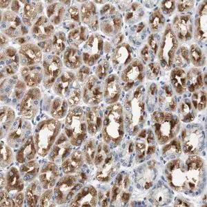 Merck Anti-GRM1 antibody produced in rabbit