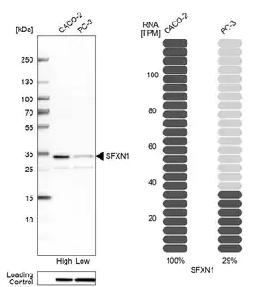Merck Anti-SFXN1 antibody produced in rabbit