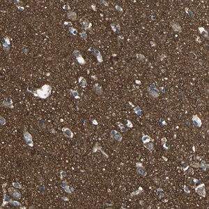 Merck Anti-CDK17 antibody produced in rabbit