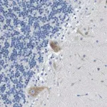 Merck Anti-DNER antibody produced in rabbit