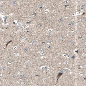 Merck Anti-GPR34 antibody produced in rabbit