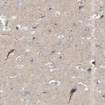 Merck Anti-GPR34 antibody produced in rabbit