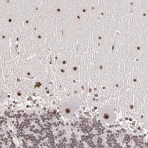 Merck Anti-C6orf15 antibody produced in rabbit