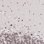 Merck Anti-C6orf15 antibody produced in rabbit