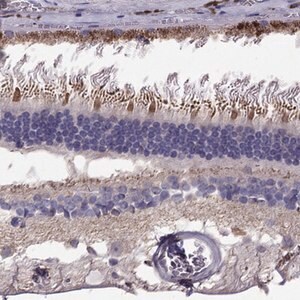 Merck Anti-LRIT3 antibody produced in rabbit