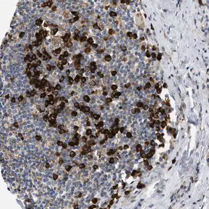 Merck Anti-DERL1 antibody produced in rabbit