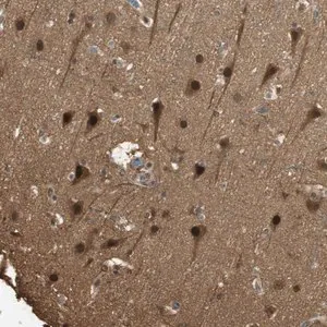 Merck Anti-RPA3 antibody produced in rabbit