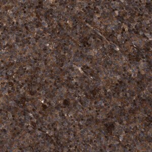 Merck Anti-CBR3 antibody produced in rabbit