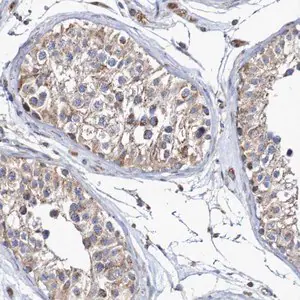 Merck Anti-MMEL1 antibody produced in rabbit