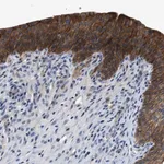 Merck Anti-ZDHHC24 antibody produced in rabbit