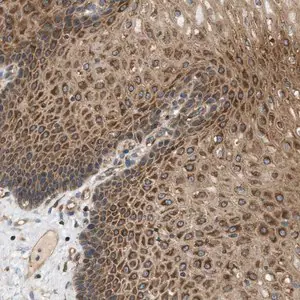 Merck Anti-STRN antibody produced in rabbit