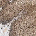 Merck Anti-STRN antibody produced in rabbit