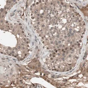 Merck Anti-KANSL1 antibody produced in rabbit