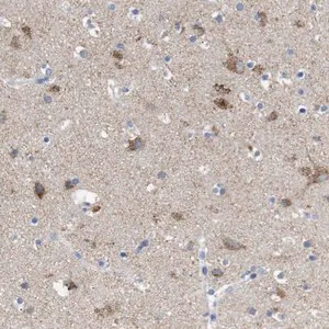 Merck Anti-LRRC55 antibody produced in rabbit