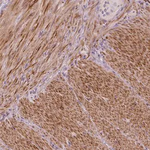 Merck Anti-PTGER3 antibody produced in rabbit