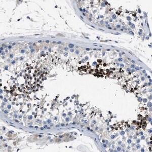Merck Anti-LRRC37B antibody produced in rabbit