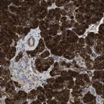 Merck Anti-ZNF70 antibody produced in rabbit