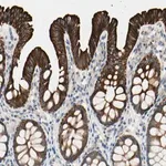 Merck Anti-DUSP12 antibody produced in rabbit