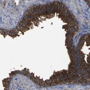 Merck Anti-CD151 antibody produced in rabbit