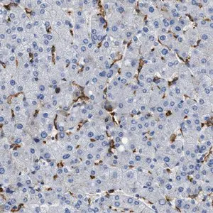 Merck Anti-GLRA1 antibody produced in rabbit
