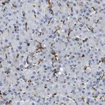Merck Anti-GLRA1 antibody produced in rabbit