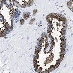 Merck Anti-OR14K1 antibody produced in rabbit
