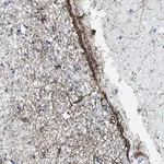 Merck Anti-SLC30A4 antibody produced in rabbit