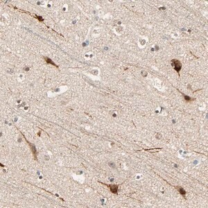 Merck Anti-ZFPM2 antibody produced in rabbit