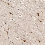 Merck Anti-ZFPM2 antibody produced in rabbit