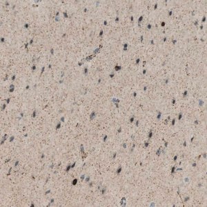 Merck Anti-UGT8 antibody produced in rabbit