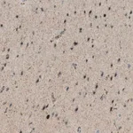 Merck Anti-UGT8 antibody produced in rabbit