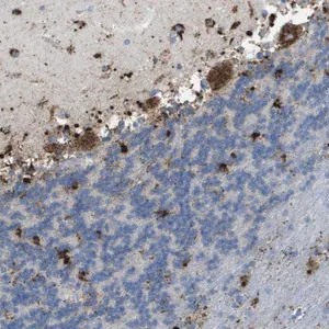 Merck Anti-PRCP antibody produced in rabbit