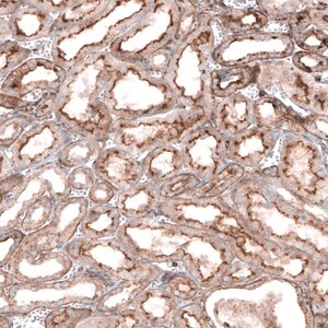 Merck Anti-GPC6 antibody produced in rabbit