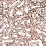 Merck Anti-GPC6 antibody produced in rabbit