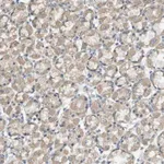 Merck Anti-ZDHHC20 antibody produced in rabbit