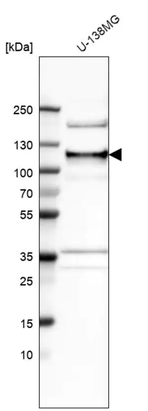Merck Anti-ANKLE2 antibody produced in rabbit