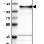 Merck Anti-ANKLE2 antibody produced in rabbit