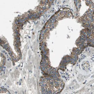 Merck Anti-MIGA1 antibody produced in rabbit