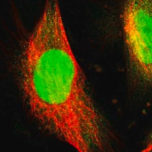 Merck Anti-WDR4 antibody produced in rabbit