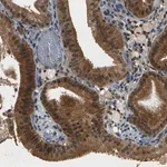 Merck Anti-PIGL antibody produced in rabbit