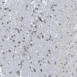 Merck Anti-TMCC3 antibody produced in rabbit