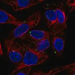 Merck Anti-SLC39A5 antibody produced in rabbit