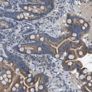 Merck Anti-CLCA4 antibody produced in rabbit